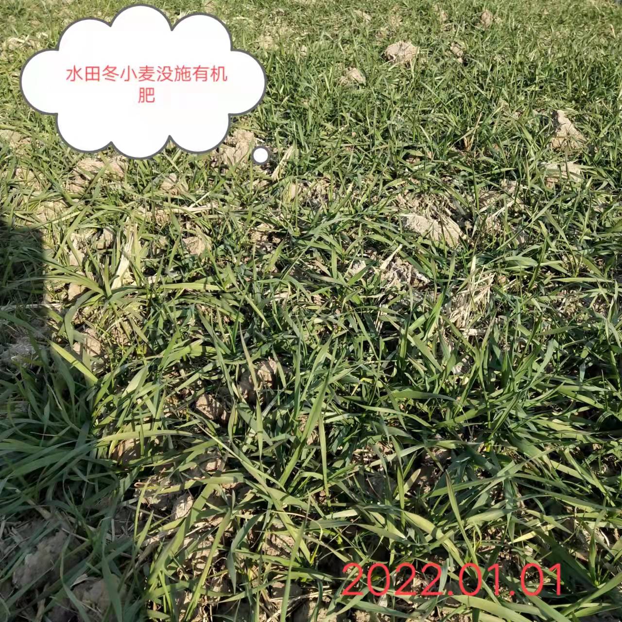 冬小麥施肥對比（阜陽潁上）